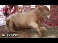 Meet the amazing animals of the Iowa State Fair including a 3,060-pound ‘super bull’