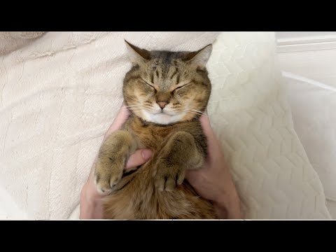 猫の顔のサイズを倍にするマッサージを考えた結果…