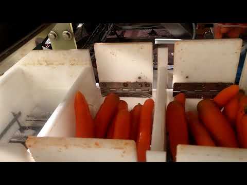 Confezionamento automatico carote in vaschetta / Automatic carrot packaging in trays 