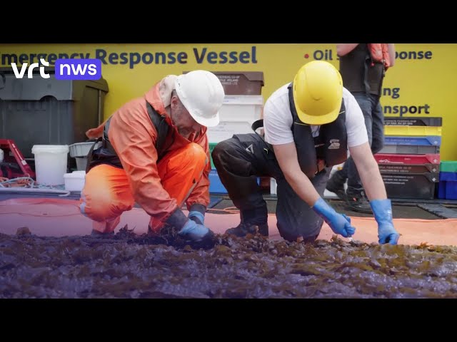 Zeewierboerderij op Noordzee heeft eerste oogst klaar: wat zijn de mogelijkheden?