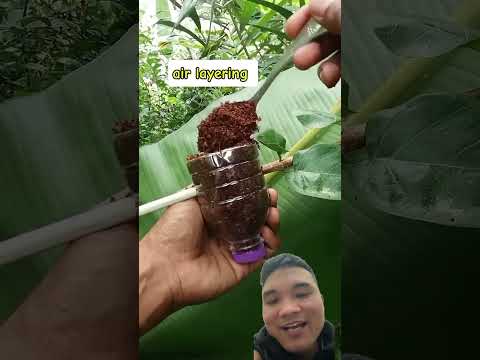 Cách Ghép Cây Bằng Chai Nhựa #bonsaitihon