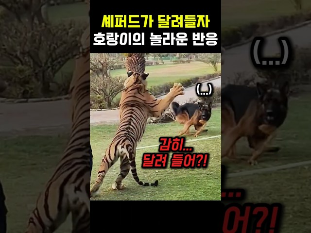 셰퍼드가 달려들자 호랑이의 놀라운 반응 #개 #호랑이 #셰퍼드 #멍멍이 #맹수 #대형견 #동물