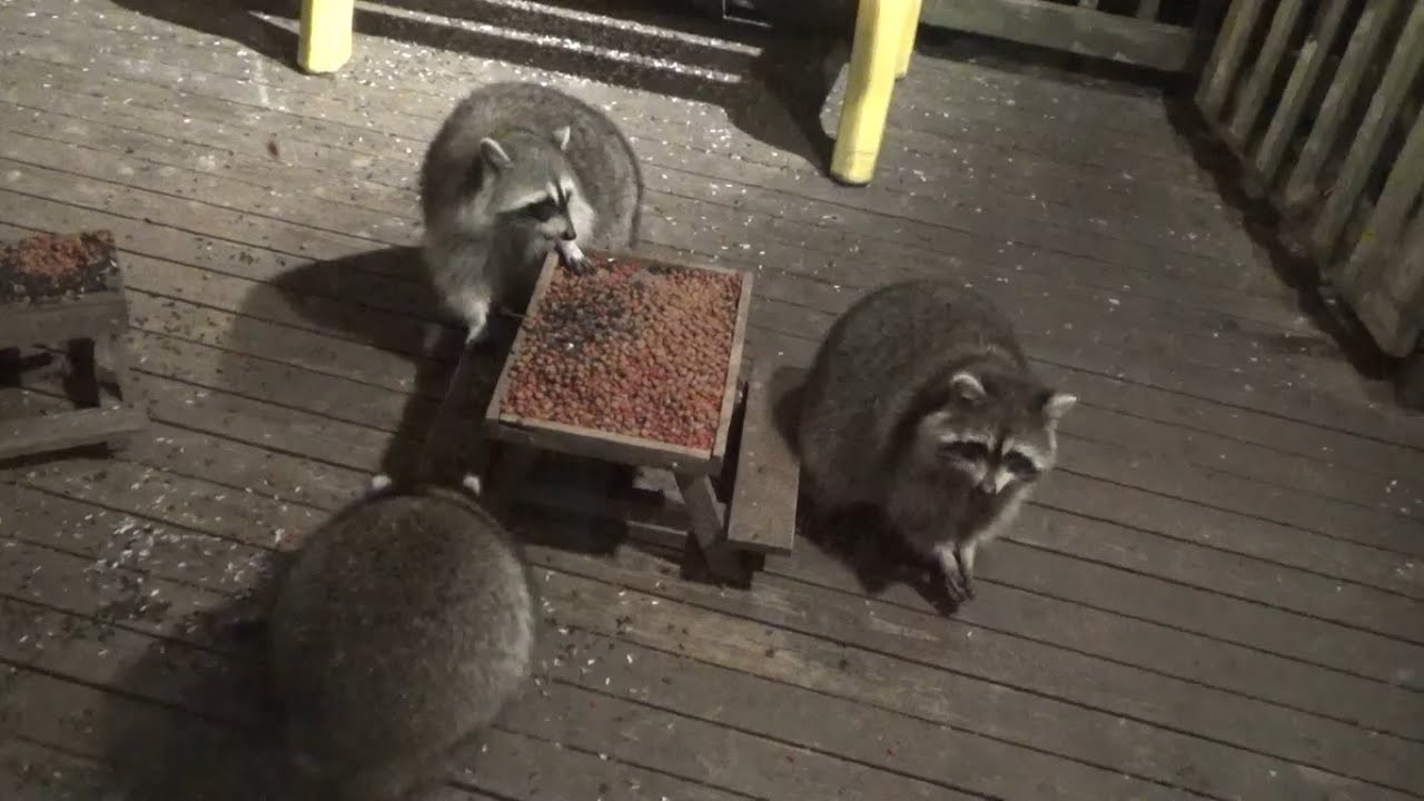 Tuesday Night at the diner five raccoons