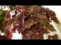 2012 Queensland Begonia Show (part 3)
