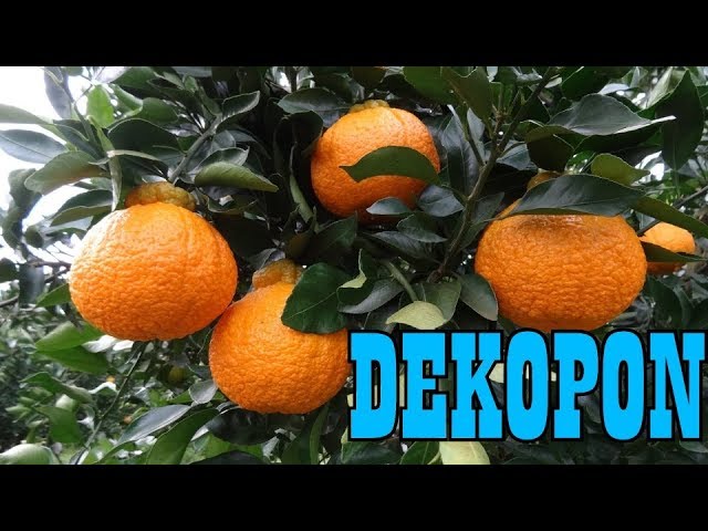 Tangerina Dekopon Tangerina Dekopon