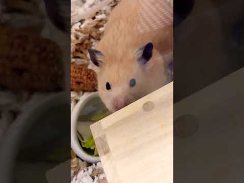 みんな朝ごはんだよー😺🐹🐹🌽#shots #hamster #好きな子猫 #モフ猫 #ハムスター #子ネコ #cat #癒し #キンクマ #ロボロフスキー #ハチワレ #かわいい 、