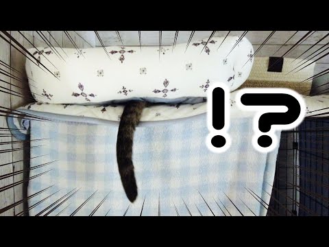 うちの猫さん、やっぱり何かがおかしい・・・