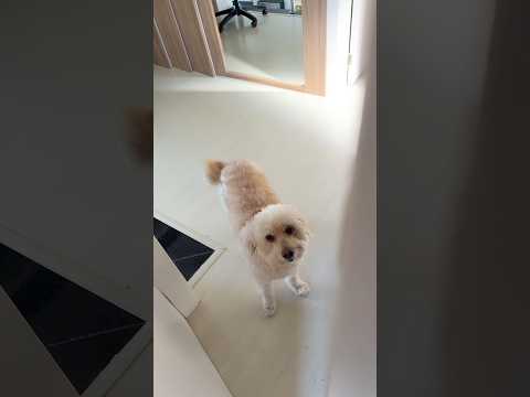 SLINK QUER ENTRAR NO QUARTO DA MINHA FILHA