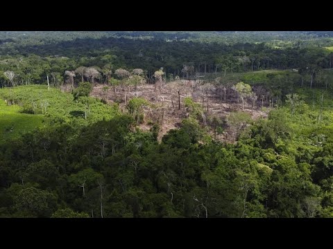 Amazónia volta a estar sob proteção