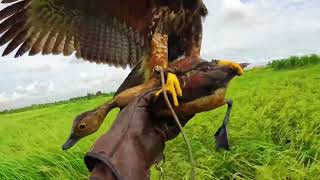Harris hawk săn mồi