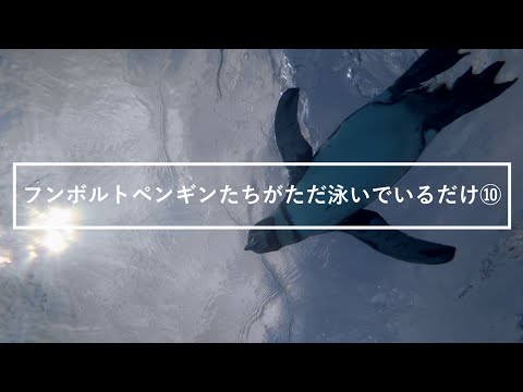 猫の動画サムネイル - フンボルトペンギンたちがただ泳いでいるだけ⑩