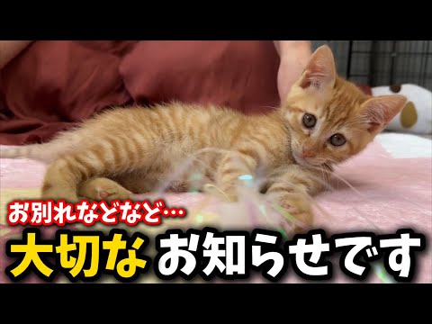 猫の動画サムネイル - お別れです…大切なお知らせがございます