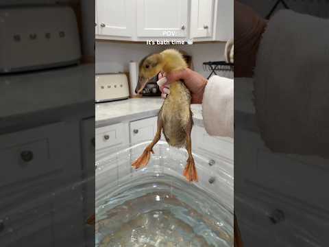 It’s bath time! #duck #duckling #cute #asmrsounds #shorts