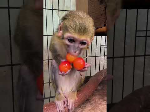 さくらんぼを欲張って取ったせいで・・・。#shorts #おばあちゃん #動物 サムネイル