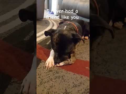 Ghost Never Had A Freind Like You❤️||#cuteanimal#cutedog