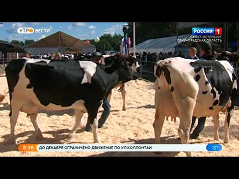 Вести Санкт-Петербург. Выпуск 8:35 от 02.09.2021