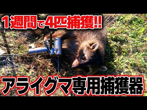 アライグマ専用の罠が凄すぎる！