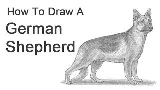 איך לצייר כלב רועה גרמני