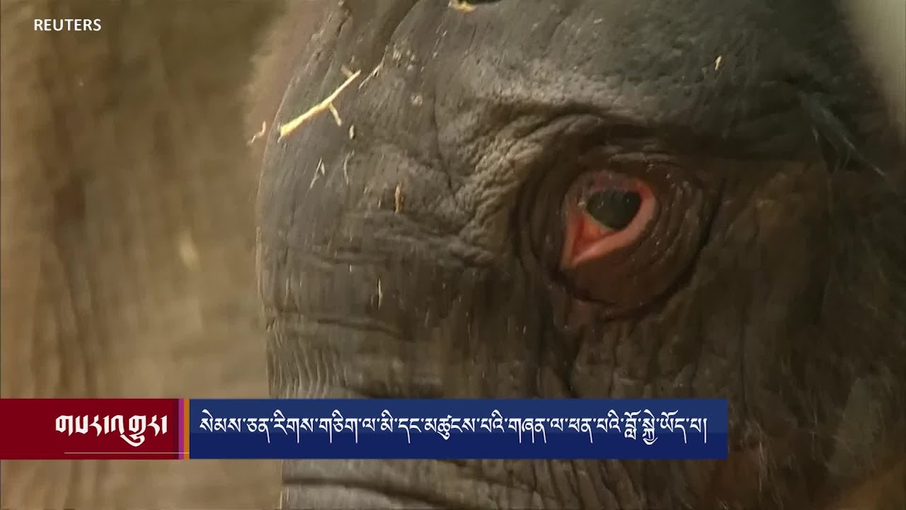 Some animals show empathy towards other's pain and suffering.
