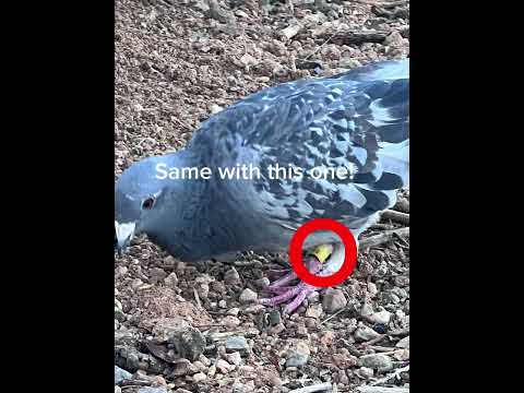 Daily dose of pigeon again again 