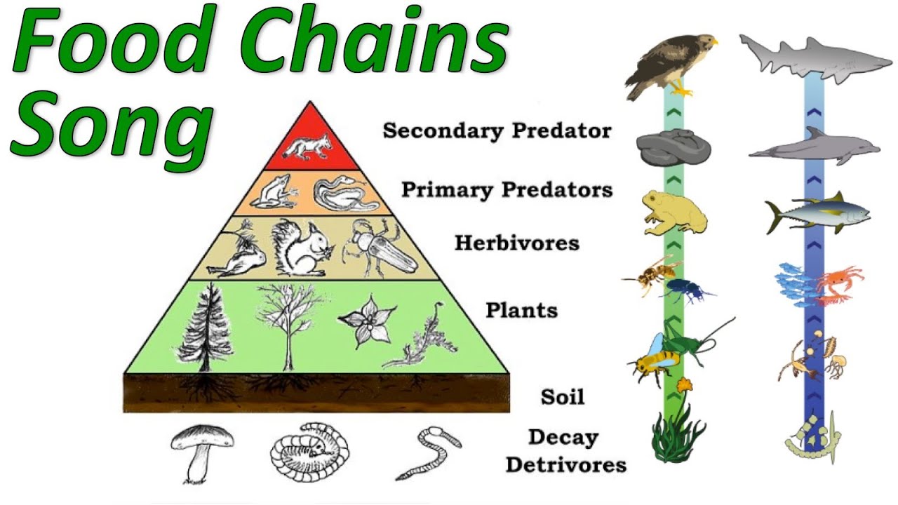 Food Pyramid Food Chain