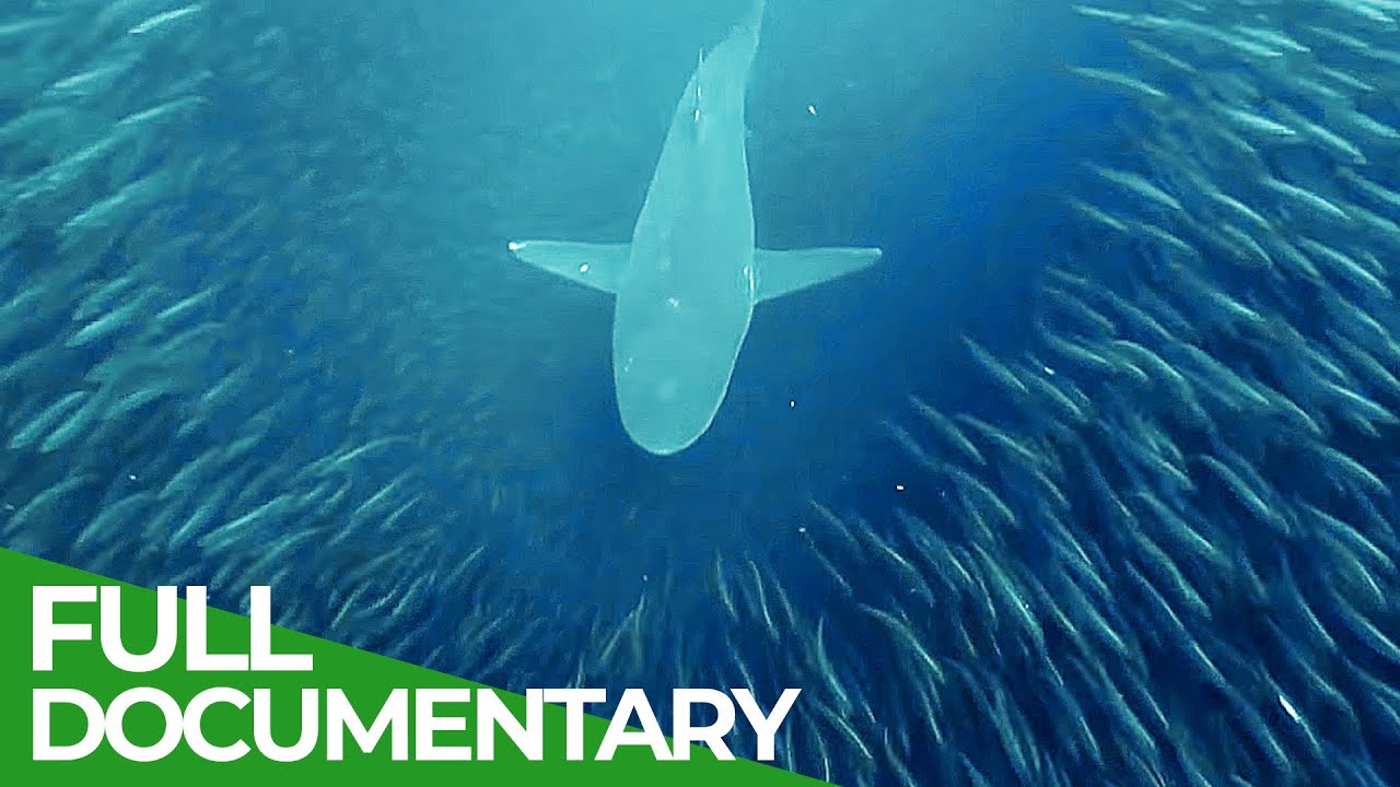 Feeding Frenzy - The Battle for Survival at the Tip of Africa | Free Documentary Nature