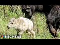 Celebration of rare white bison birth in Yellowstone comes with a warning