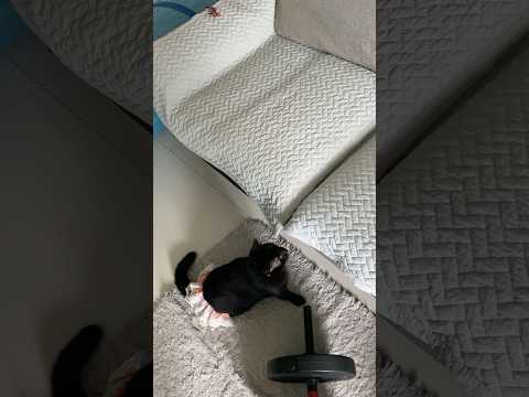 Cats day 9 Oct 2025 #cats #catlover #tombamlucky #fypsg #sgcats