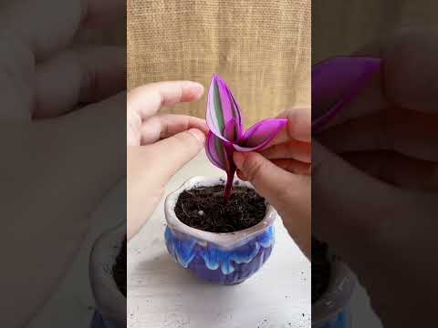How to plants flower in cup color garden #diy #flowers #garden #shorts #video