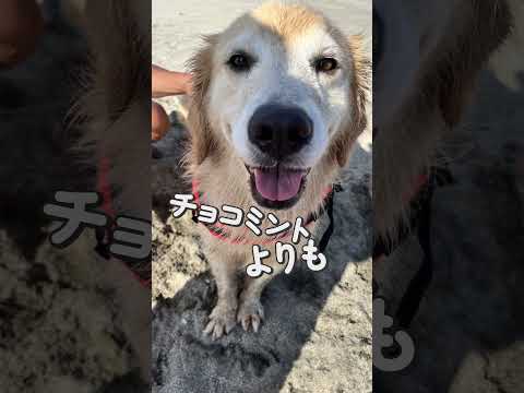 カメラロールのペット写真をテンプレでショートに投稿しよう！#愛スクリーム #犬のいる生活
