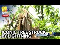 Iconic tree struck by lightning explodes in Baltimore