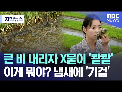 [자막뉴스] 큰 비 내리자 X물이 '콸콸' 이게 뭐야? 냄새에 '기겁' (MBC뉴스)