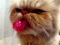 cute persian cat enjoying lollypop