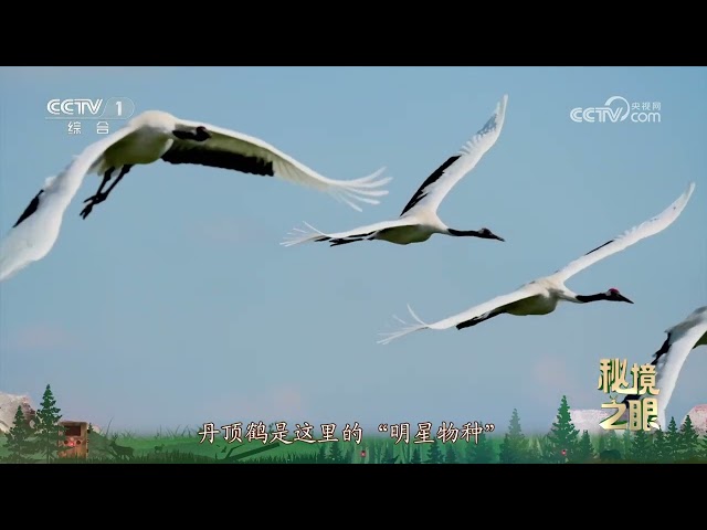 《秘境之眼》 丹顶鹤 20250716 |  CCTV