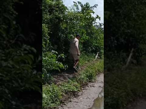 🌺trái ổi xanh trên cành anh mới hái❤hái tặng người con gái anh yêu 🌺