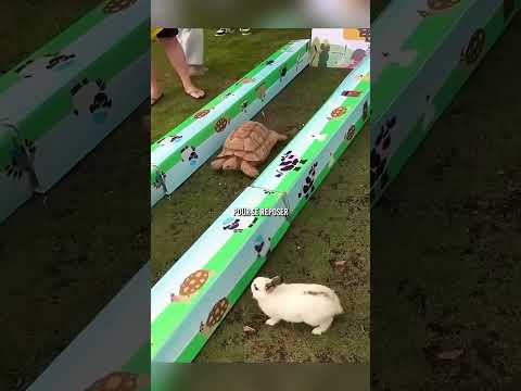 🤔 La tortue contre le lévrier…
