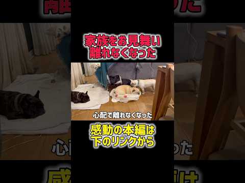 お見舞いに来た犬が、家族のそばを離れなくなりました#犬の感動話#家族と犬#犬の優しさ#犬のいる生活#愛犬の気持ち#犬との絆#犬好きな人と繋がりたい#犬の癒し#感動動画#泣ける話