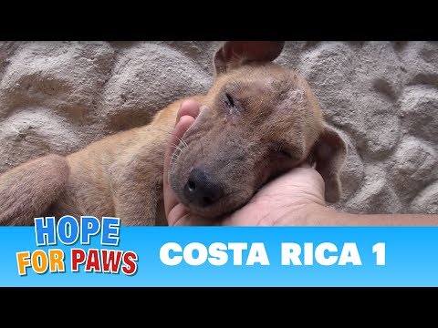 Hope For Paws dog rescue mission in Costa Rica!!! Please share.