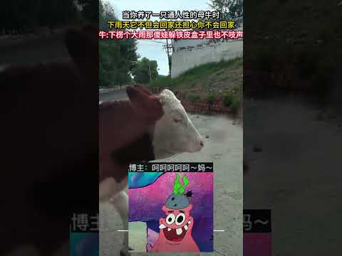 雨の日に母牛が心配して帰宅するかわいいエピソード サムネイル