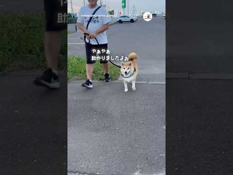 柴犬の飼い主が迎えに行ったら見せた意外な行動とは？ サムネイル