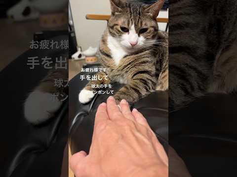 猫の球太による癒しのショート動画｜かわいい瞬間満載 サムネイル
