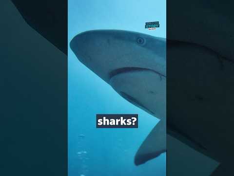 A new show on the Discovery Channel has looked into whether #sharks take drugs￼ #itvnews #sharkweek