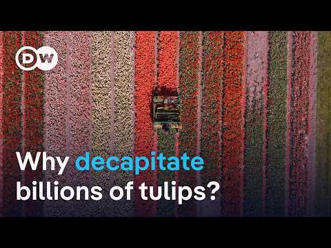 Why the heads of billions of tulips get chopped off each year | DW News
