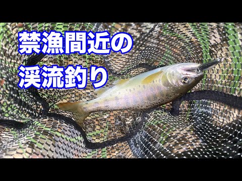 禁漁間近の渓流釣り