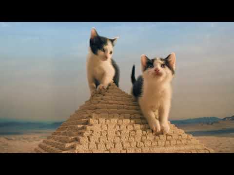 Flygresor.se presenterar: kattungarna vid pyramiderna!