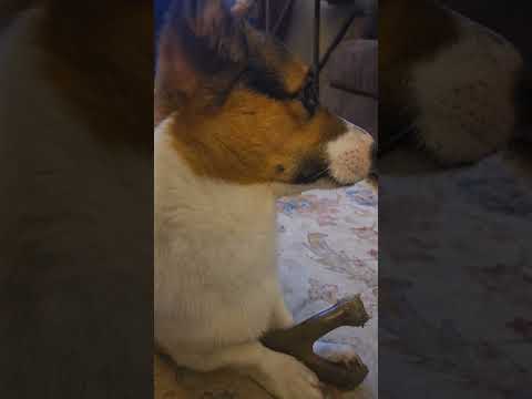 Princess Nori's straight chillin #puppy #cutedog #pets #cute #shorts #corgi