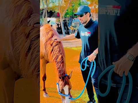 HamidDXB horse trainer #horselove  #horse #equestrian