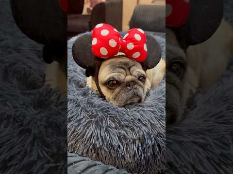 Dog has a SECRET! 🤫 #pugdog #pugs #dogs #animals