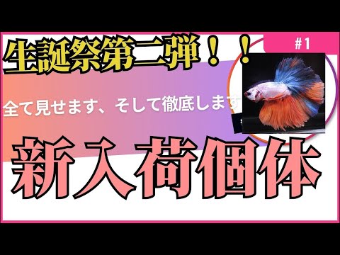 新入荷個体紹介ライブ!!そして生誕祭第二弾!そして大幅リニューアル