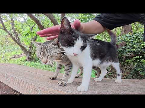 キジトラ猫を誘ってベンチへ行ったら、ハチワレ猫も寄って来た